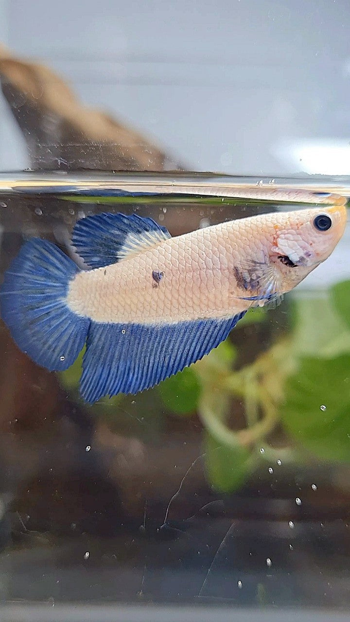 FEMALE HALFMOON BLUE RIM BICOLOR BETTA FISH