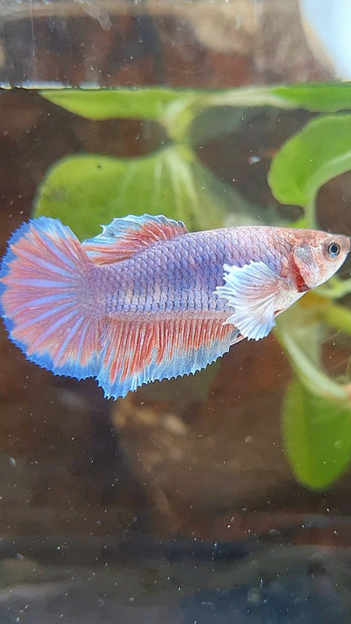 FEMALE HALFMOON DUMBO EAR PURPLE BETTA FISH