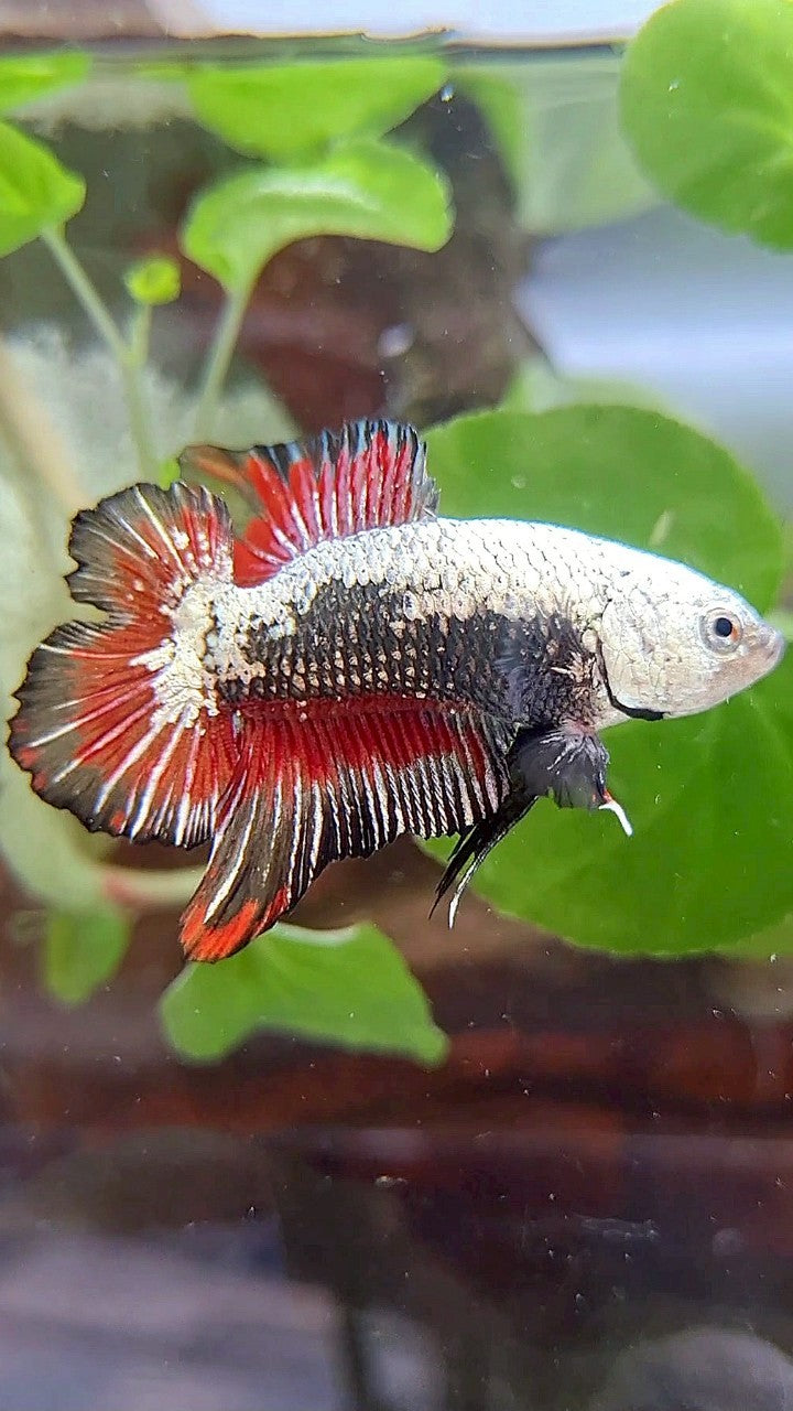 PLAKAT DOUBLE TAIL BLACK SAMURAI SNOW RED BETTA FISH