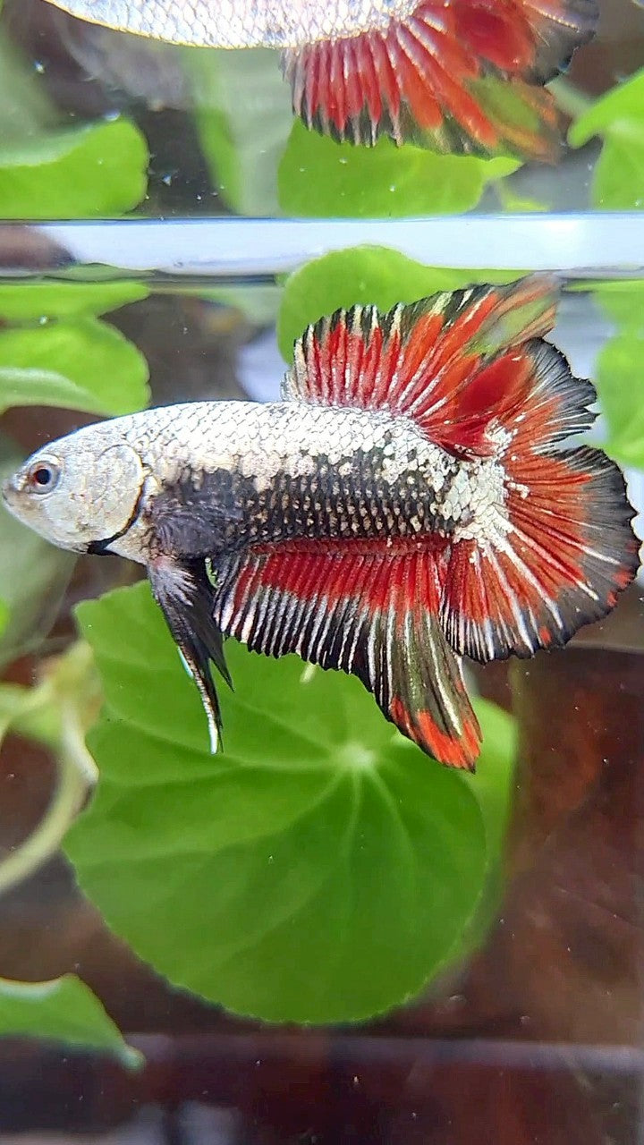PLAKAT DOUBLE TAIL BLACK SAMURAI SNOW RED BETTA FISH
