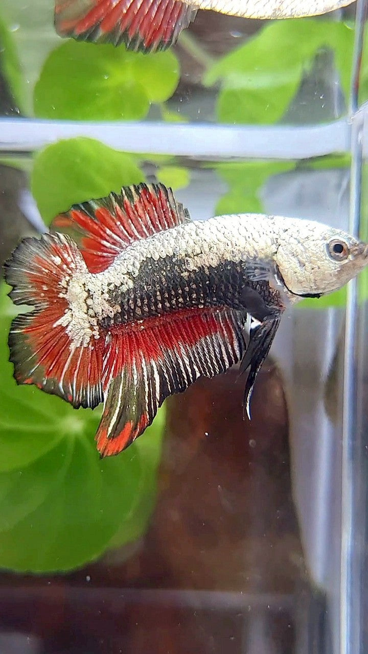 PLAKAT DOUBLE TAIL BLACK SAMURAI SNOW RED BETTA FISH