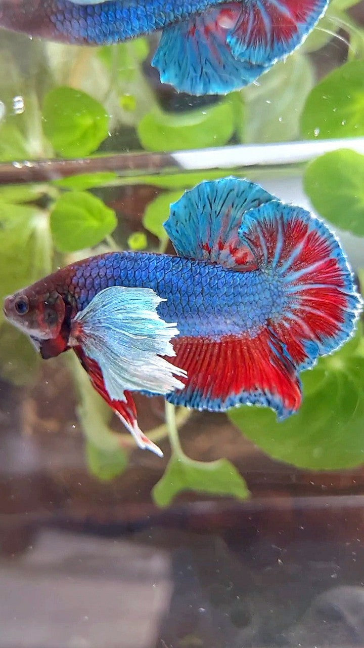 PLAKAT DUMBO EAR BLUE GREEN RED TURQUOISE BETTA FISH
