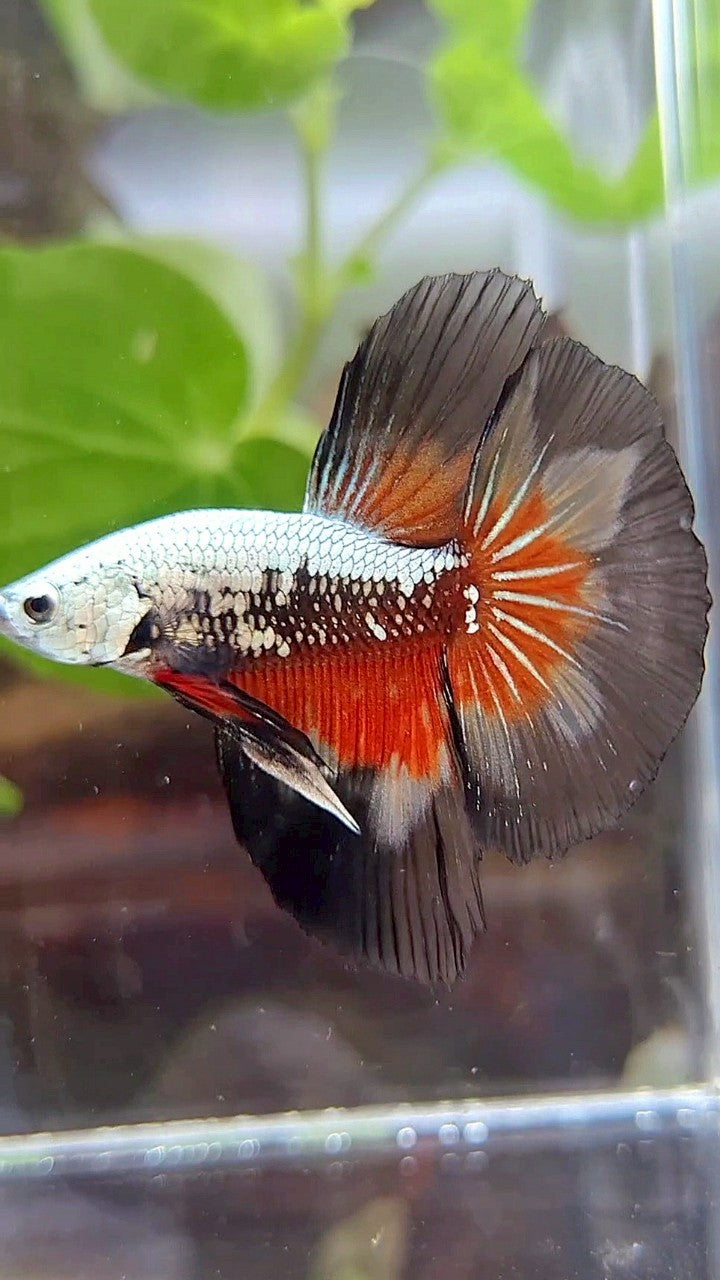 HALFMOON ROSETAIL BLACK SAMURAI SNOW MASKING BETTA FISH