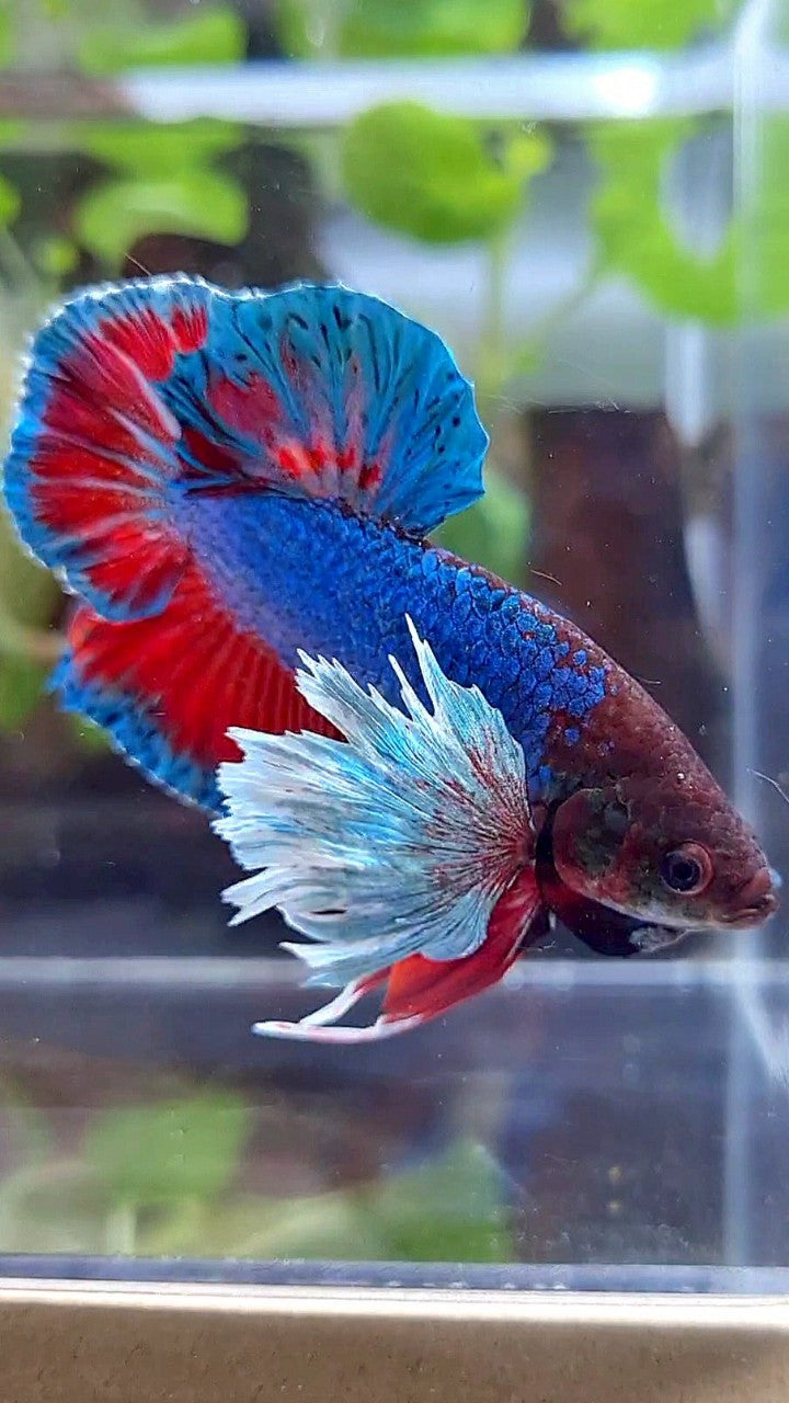 PLAKAT DUMBO EAR BLUE GREEN RED TURQUOISE BETTA FISH
