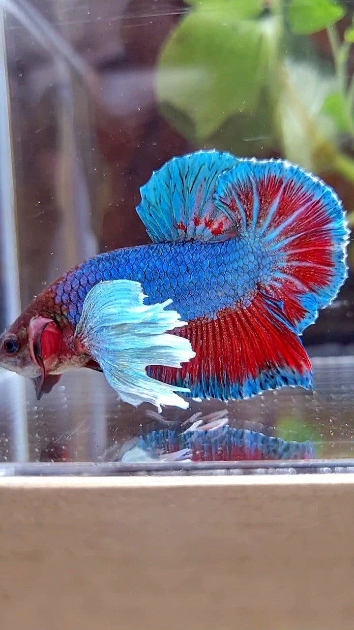 PLAKAT DUMBO EAR BLUE GREEN RED TURQUOISE BETTA FISH