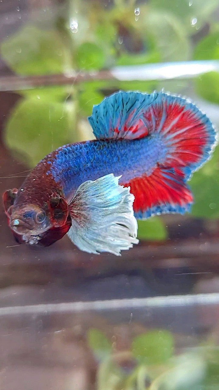 PLAKAT DUMBO EAR BLUE GREEN RED TURQUOISE BETTA FISH