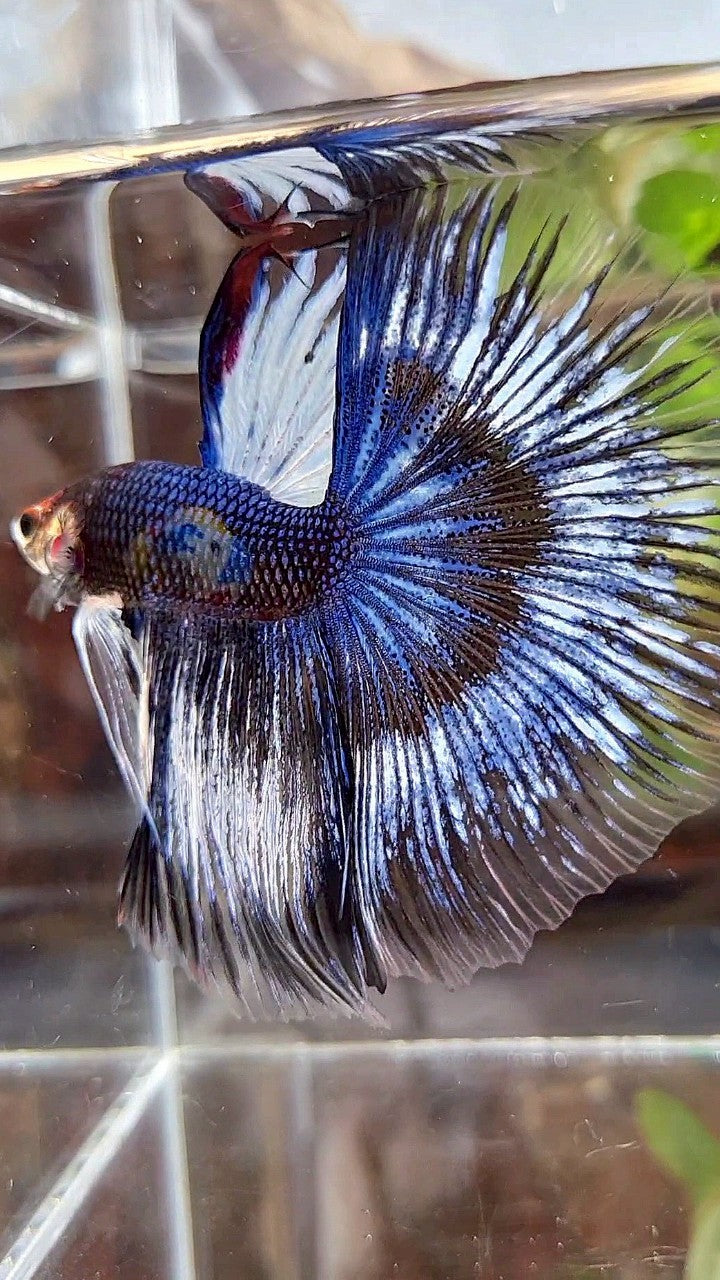 XL HALFMOON ROSETAIL BLUE BLACK FANCY PATTERN BETTA FISH