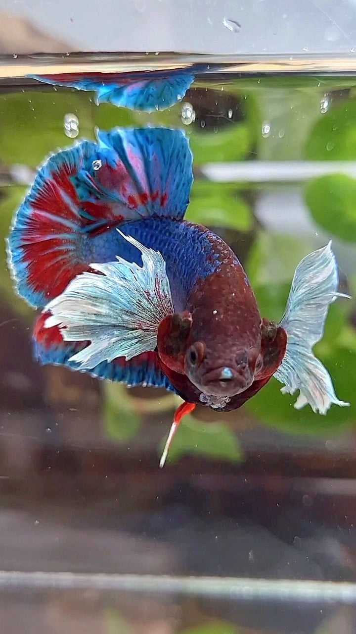 PLAKAT DUMBO EAR BLUE GREEN RED TURQUOISE BETTA FISH
