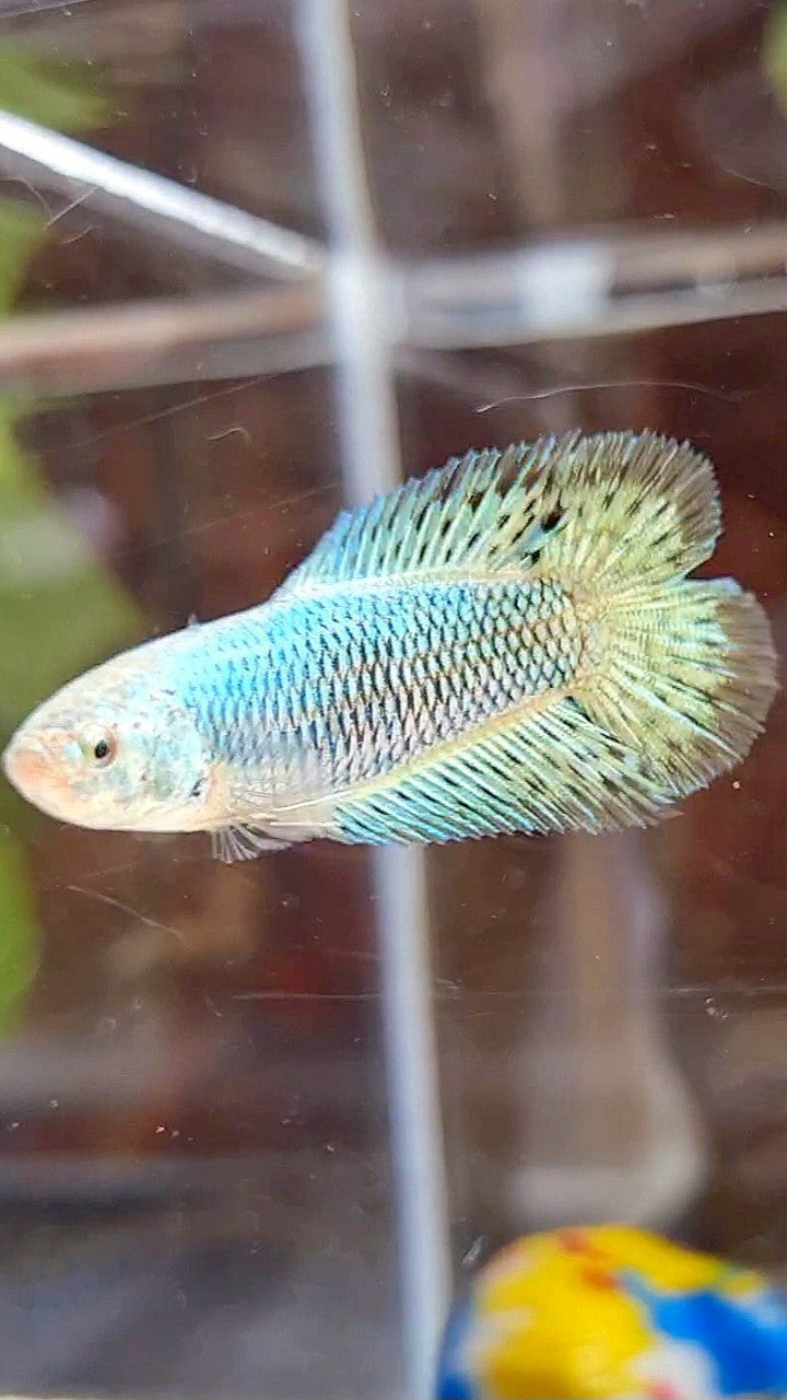 LUXURY FEMALE HALFMOON DOUBLE TAIL ALIEN GREEN HYBRID WILD BETTA FISH