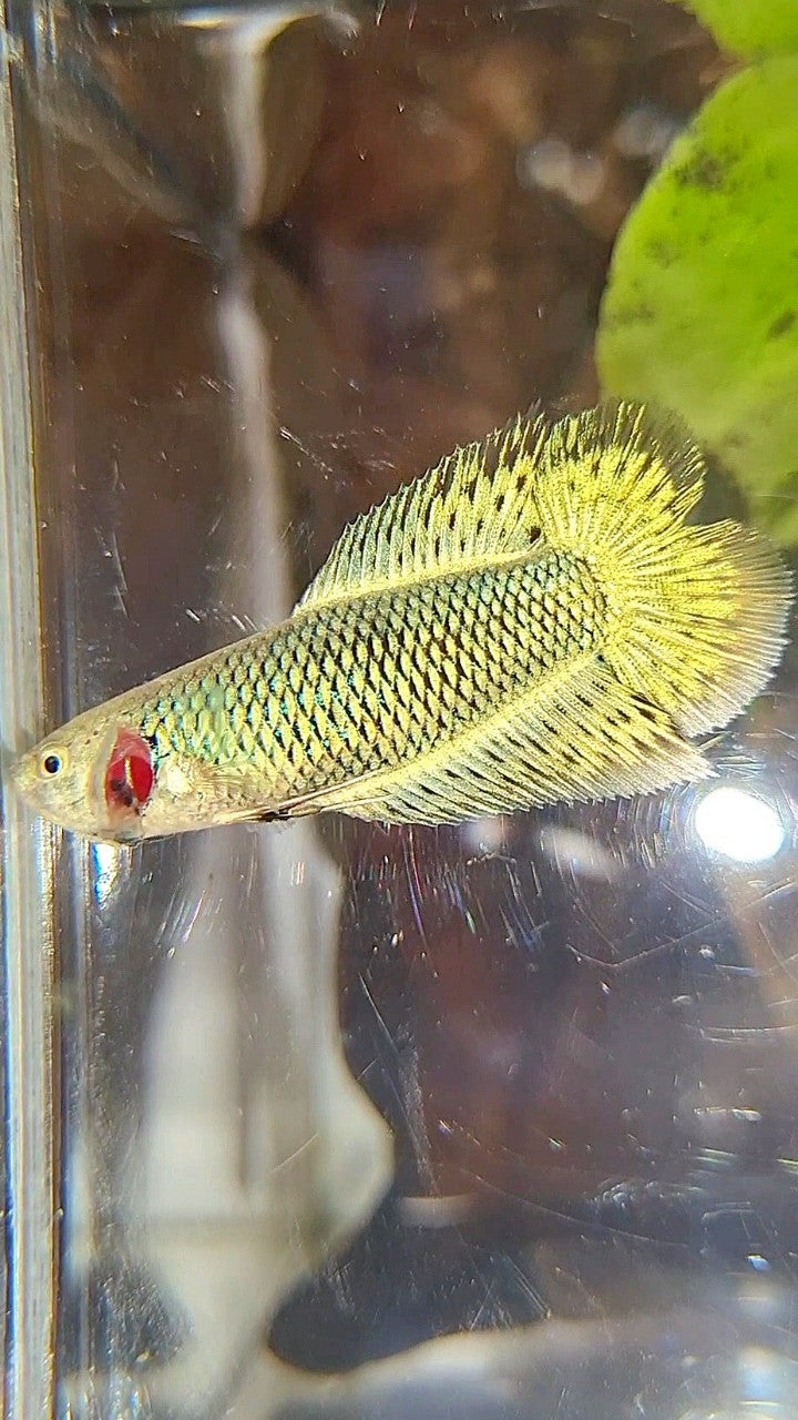 LUXURY FEMALE HALFMOON DOUBLE TAIL ALIEN GREEN HYBRID WILD BETTA FISH