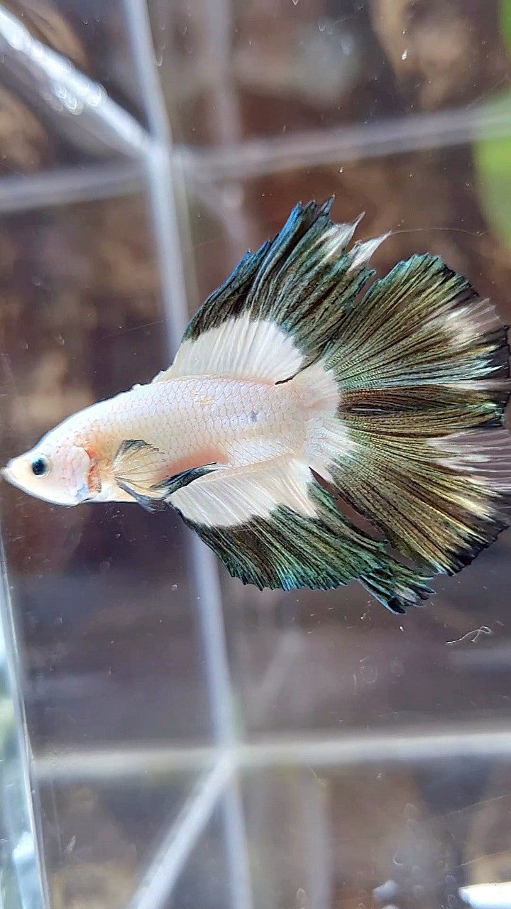 LUXURY HALFMOON DOUBLE TAIL COPPER RIM BUTTERFLY BETTA FISH