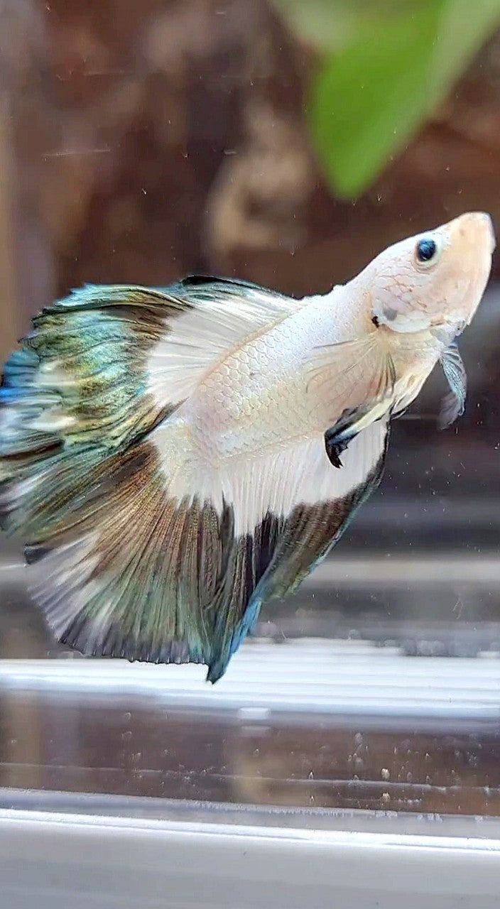 LUXURY HALFMOON DOUBLE TAIL COPPER RIM BUTTERFLY BETTA FISH