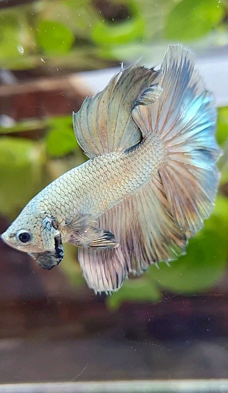 HALFMOON ROSETAIL SUPER COPPER FULLMASK BETTA FISH