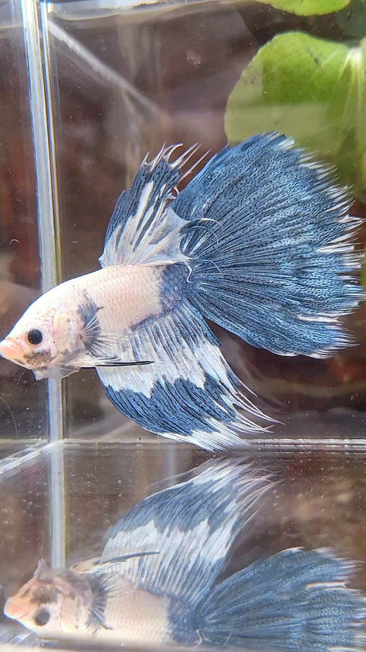 HALFSUN WHITE BLUE MARBLE PATTERN BETTA FISH
