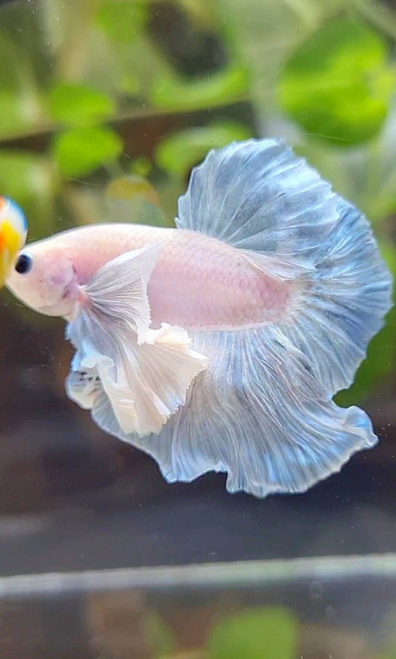 HMPK SUPER DUMBO EAR BLUE LIGHT GRIZZLE BETTA FISH