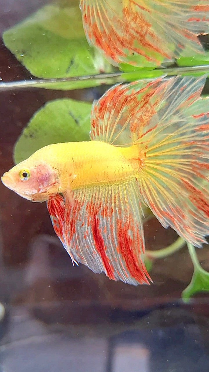 HALFMOON ROSETAIL SUPER VANDA YELLOW BETTA FISH