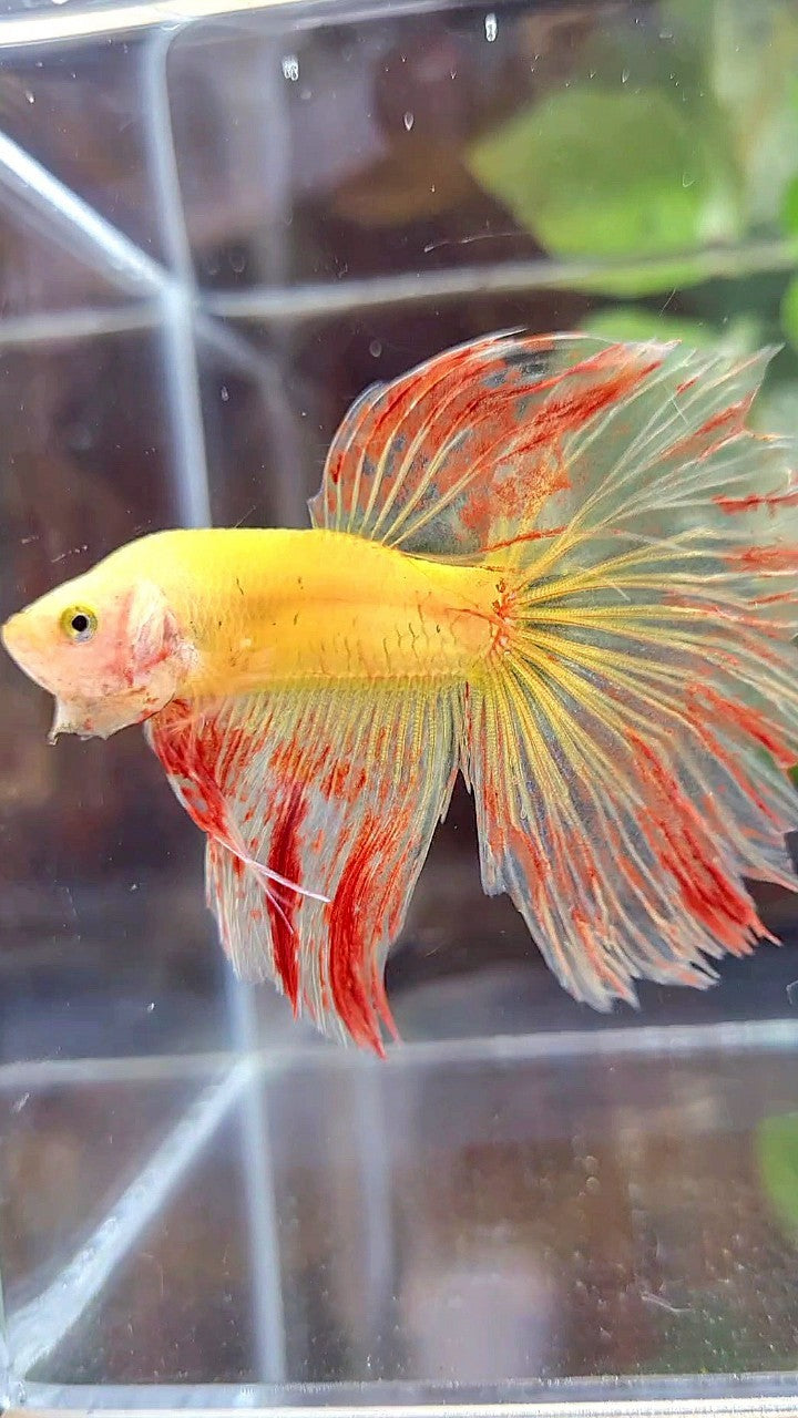 HALFMOON ROSETAIL SUPER VANDA YELLOW BETTA FISH