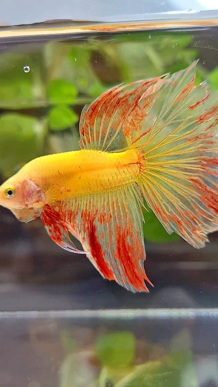 HALFMOON ROSETAIL SUPER VANDA YELLOW BETTA FISH