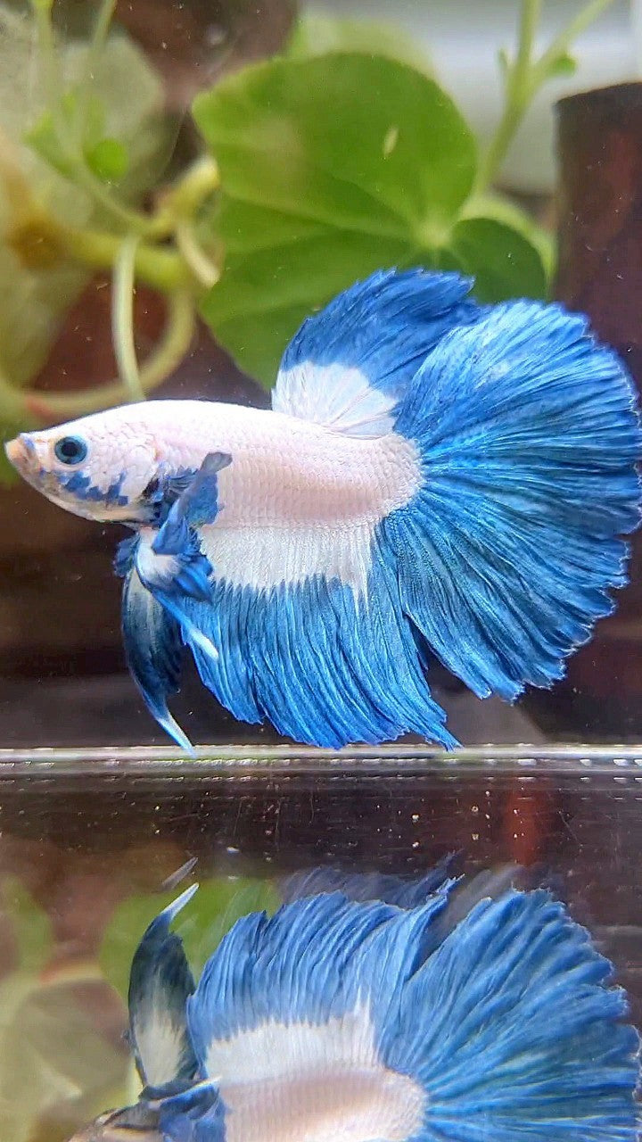 HALFMOON ROSETAIL BLUE RIM PATTERN BETTA FISH