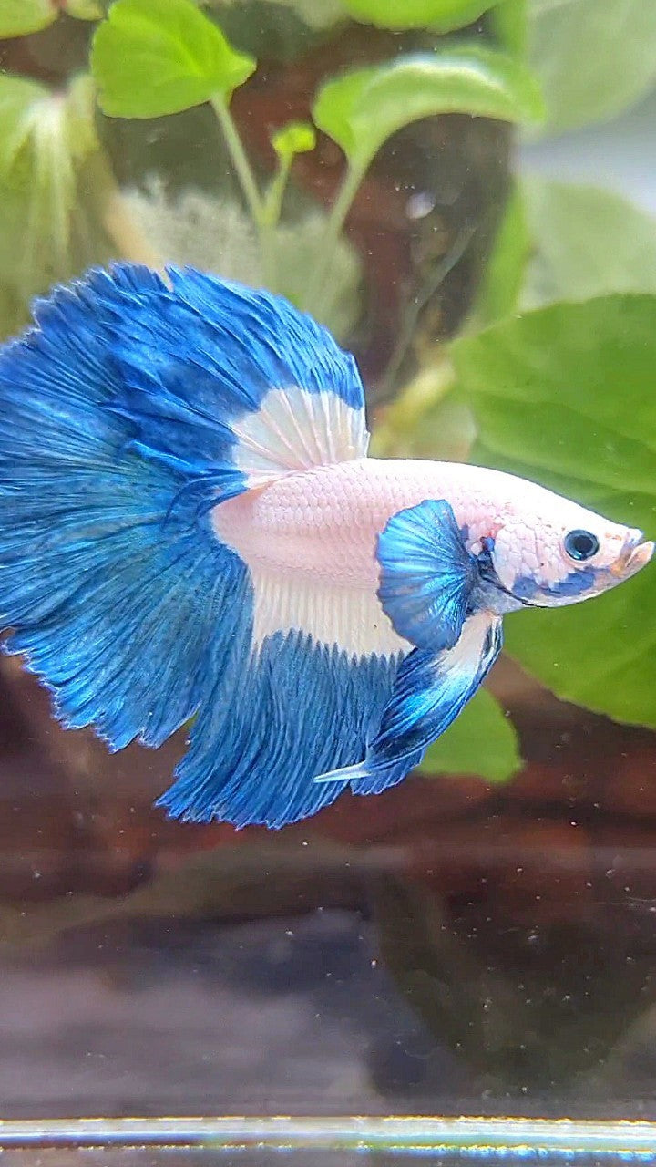 HALFMOON ROSETAIL BLUE RIM PATTERN BETTA FISH