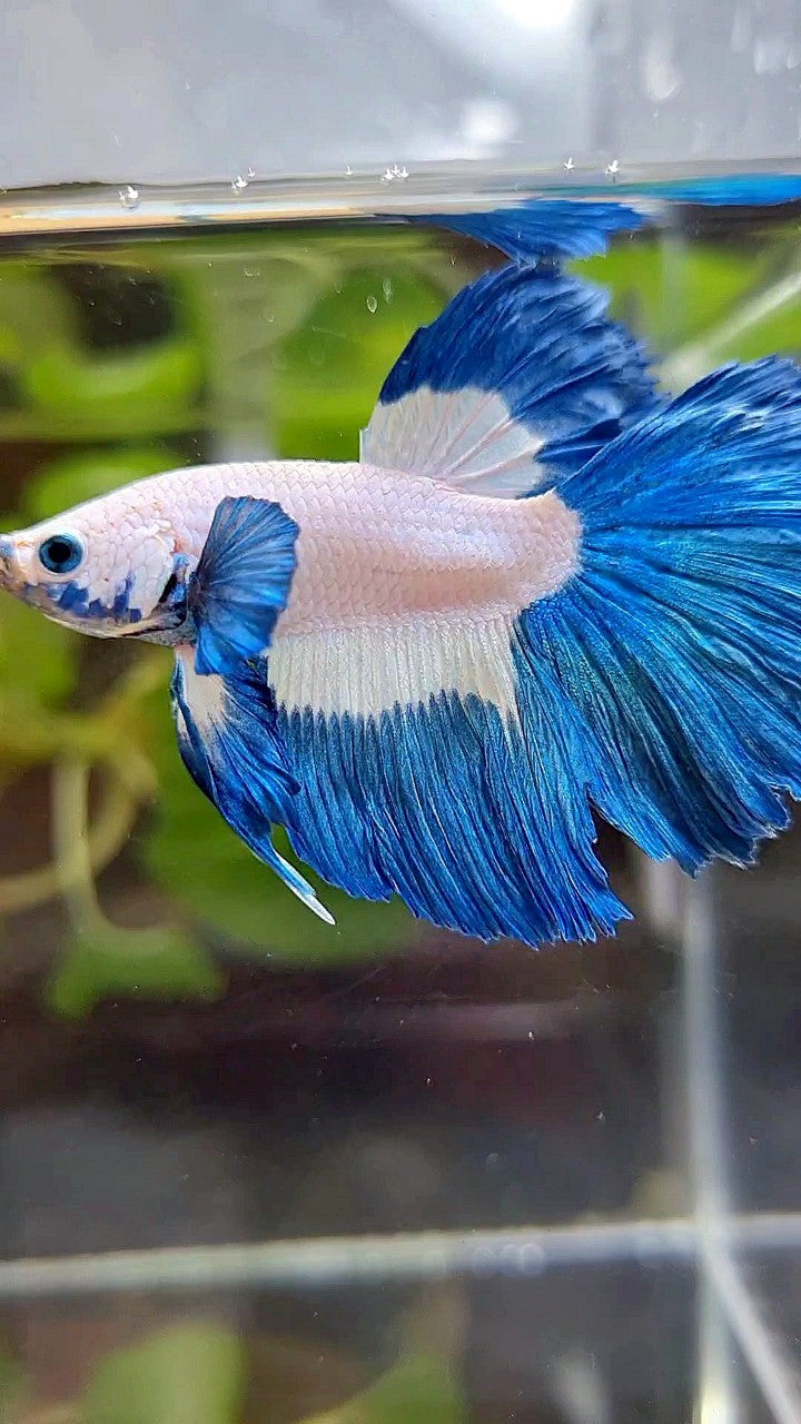 HALFMOON ROSETAIL BLUE RIM PATTERN BETTA FISH