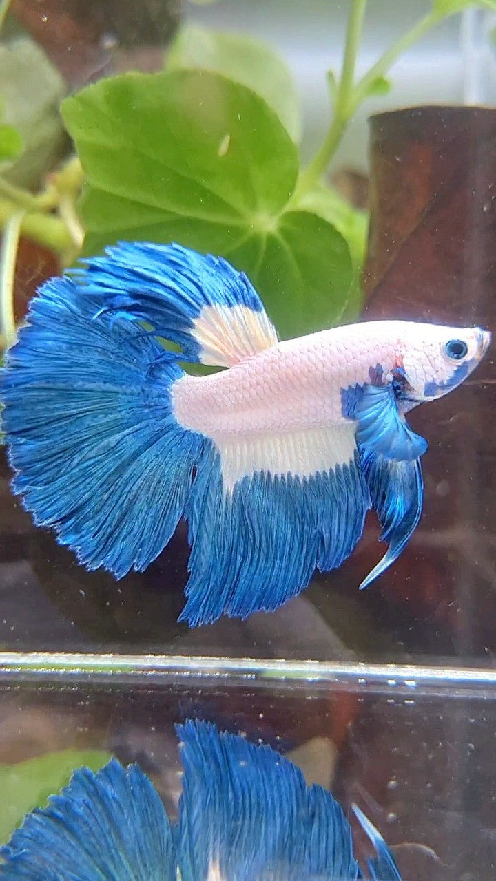 HALFMOON ROSETAIL BLUE RIM PATTERN BETTA FISH
