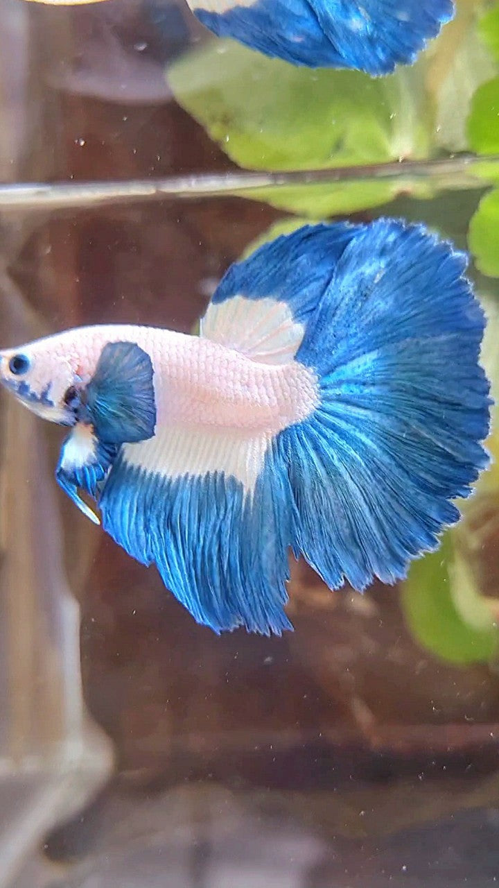 HALFMOON ROSETAIL BLUE RIM PATTERN BETTA FISH