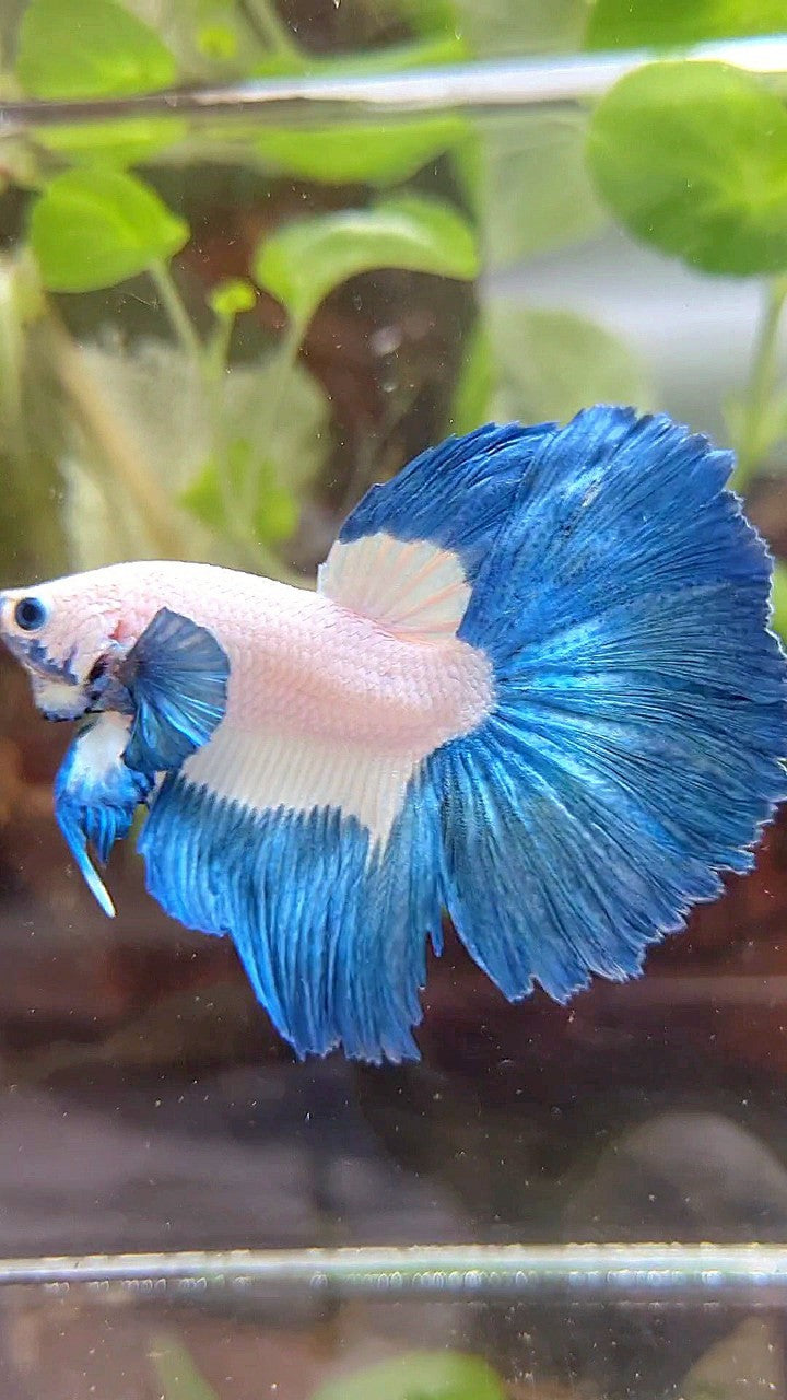 HALFMOON ROSETAIL BLUE RIM PATTERN BETTA FISH