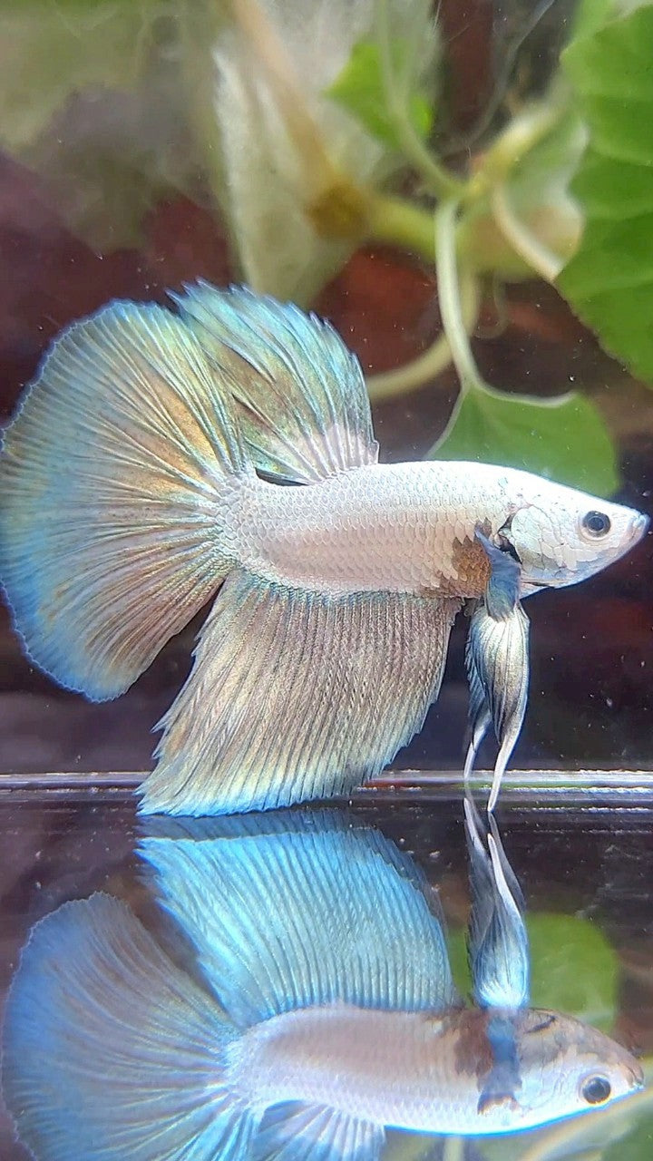 HALFMOON COPPER RIM BICOLOR BETTA FISH