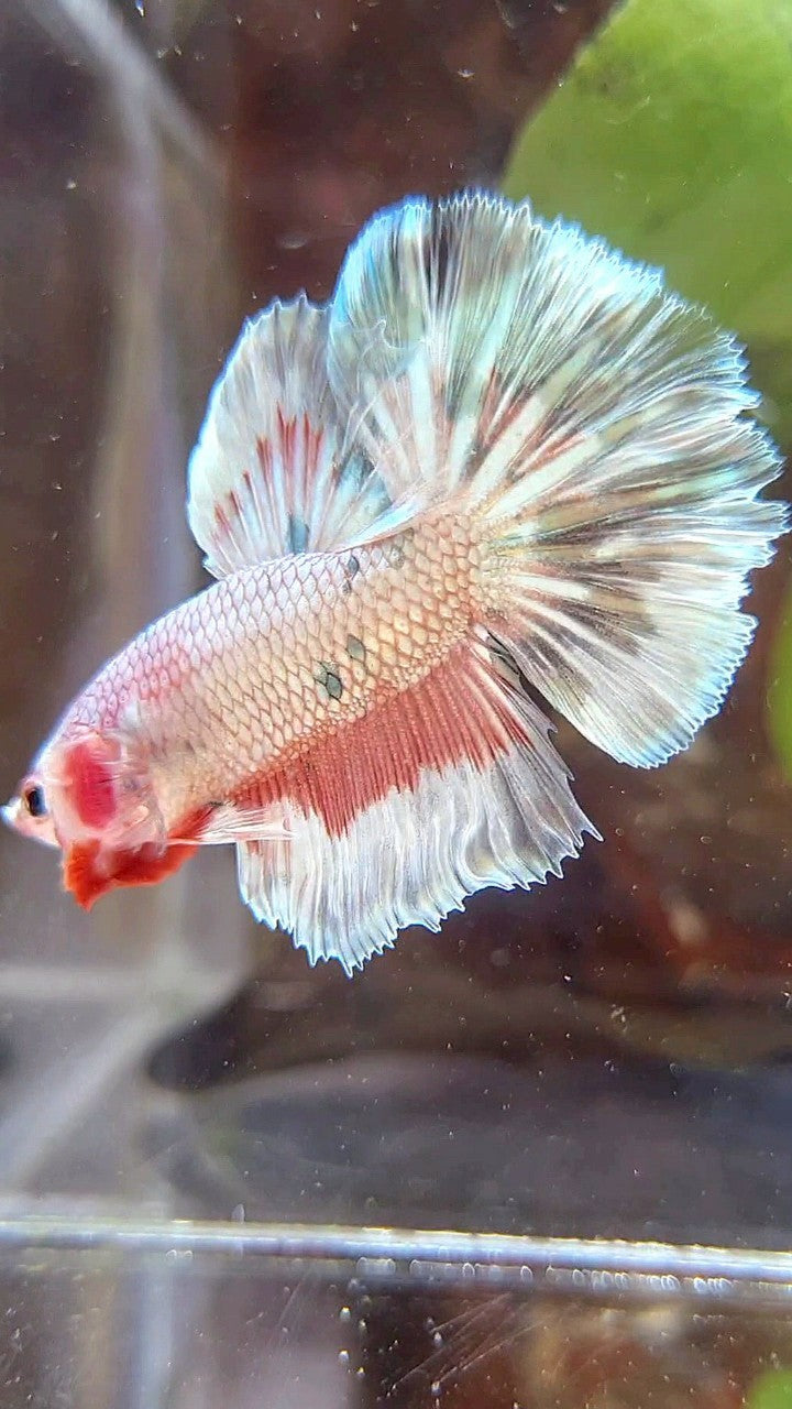 HALFMOON ROSETAIL COPPER RIM MARBLE FLAMINGGO PATTERN BETTA FISH