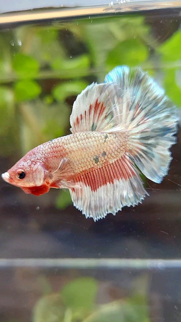 HALFMOON ROSETAIL COPPER RIM MARBLE FLAMINGGO PATTERN BETTA FISH