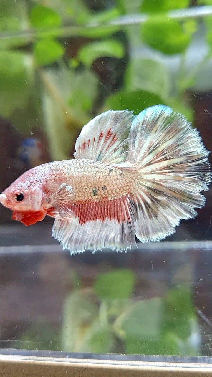 HALFMOON ROSETAIL COPPER RIM MARBLE FLAMINGGO PATTERN BETTA FISH