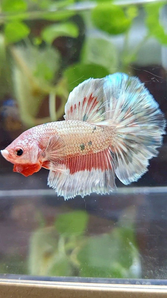 HALFMOON ROSETAIL COPPER RIM MARBLE FLAMINGGO PATTERN BETTA FISH