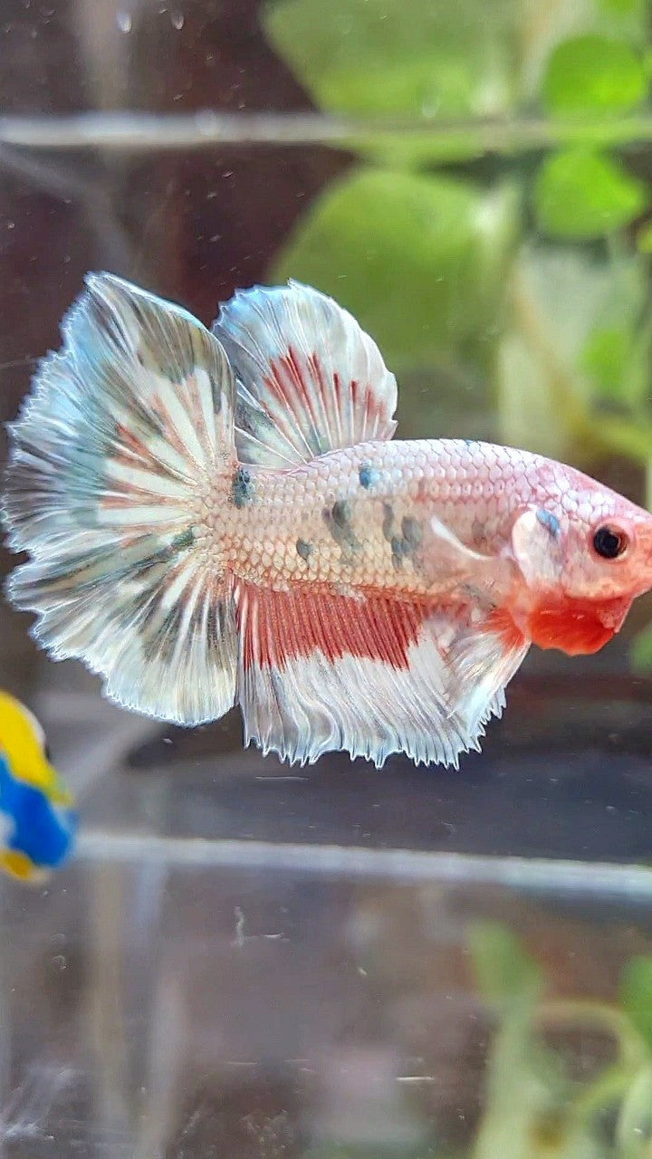 HALFMOON ROSETAIL COPPER RIM MARBLE FLAMINGGO PATTERN BETTA FISH