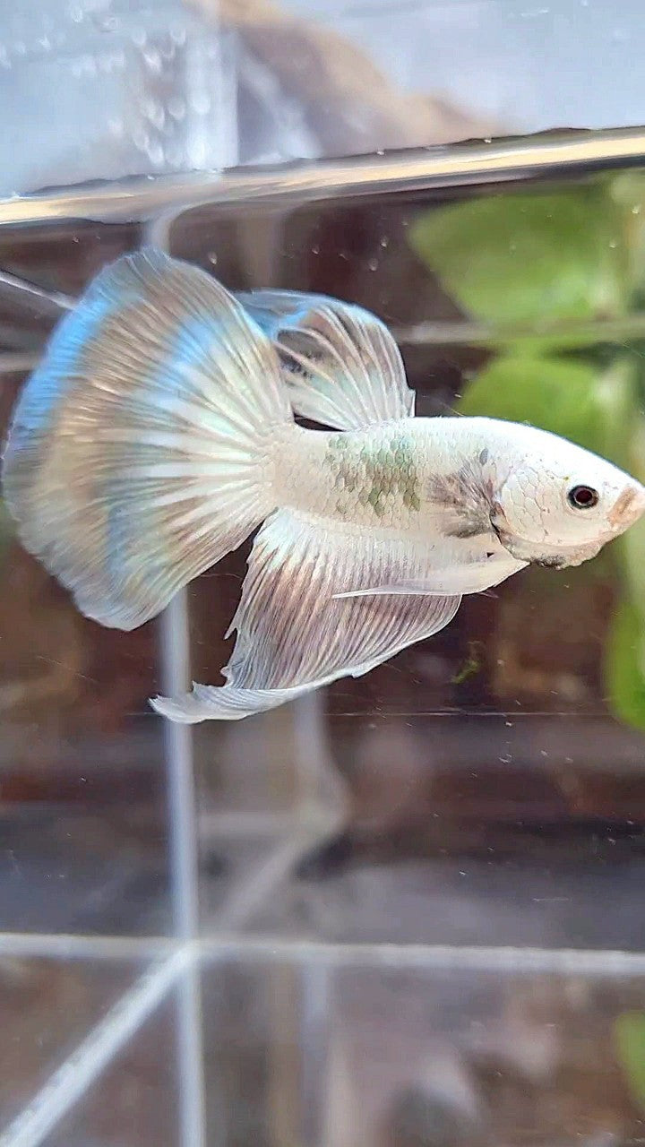 HALFMOON COPPER RIM BUTTERFLY BETTA FISH
