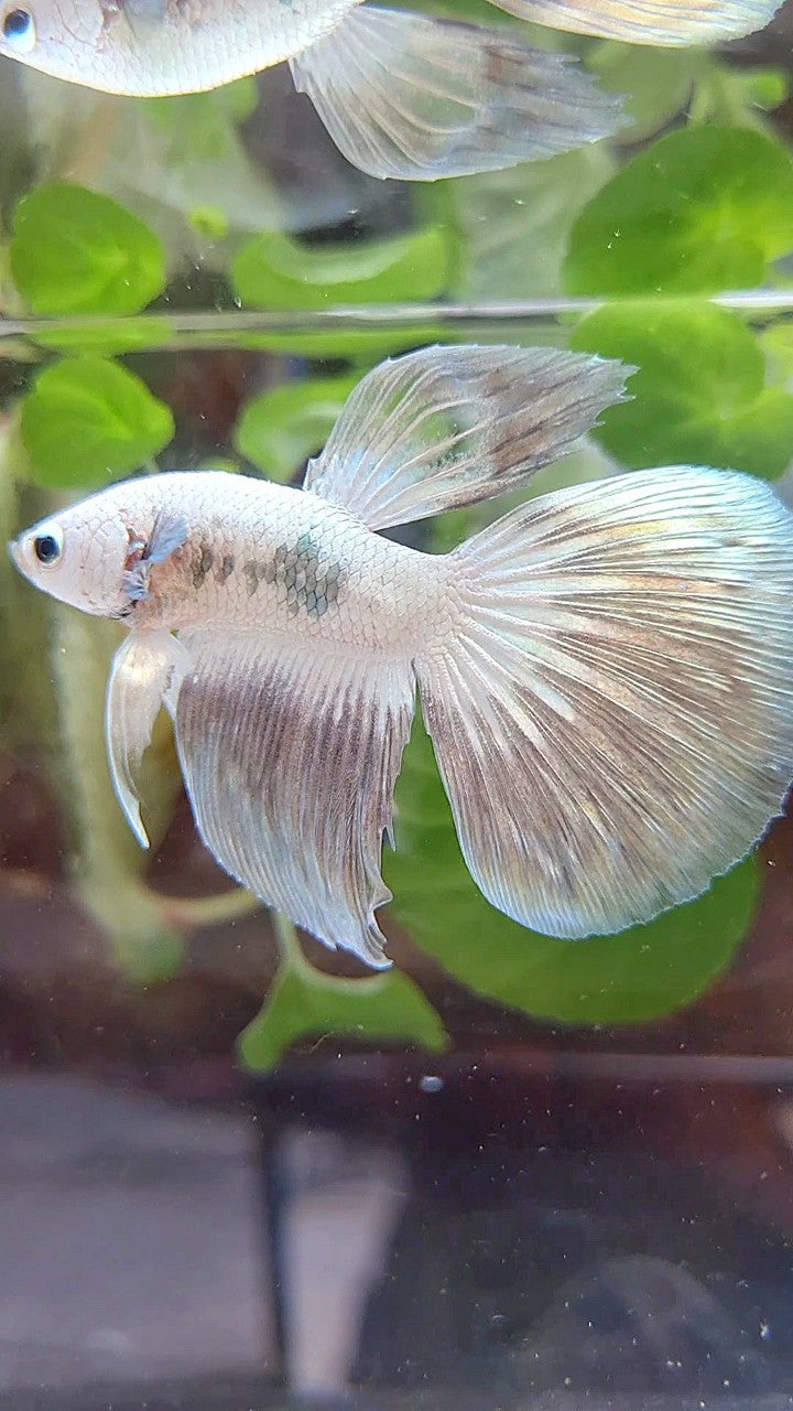 HALFMOON COPPER RIM BUTTERFLY BETTA FISH