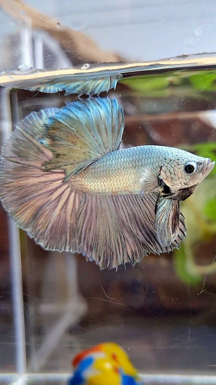 HALFMOON ROSETAIL SUPER COPPER FULLMASK BETTA FISH