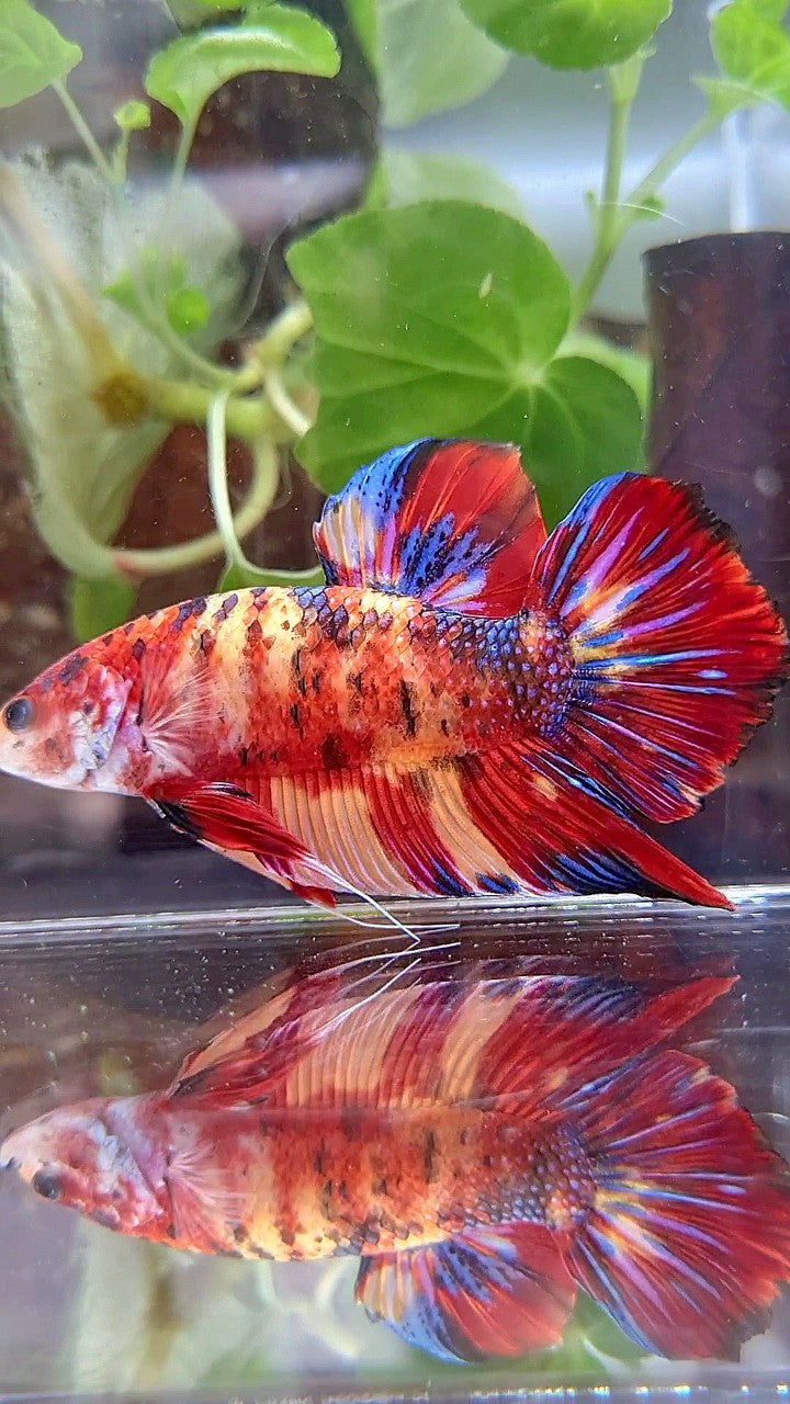 GIANT PLAKAT BO 5CM+ RED ORANGE MULTICOLOR BETTA FISH