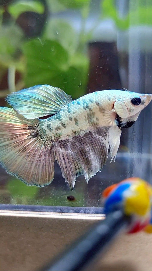 HALFMOON COPPER DOTS MARBLE BETTA FISH