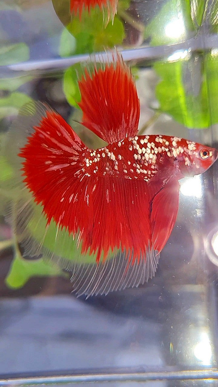 HALFMOON ROSETAIL RED GOLD STAR GALAXY BETTA FISH