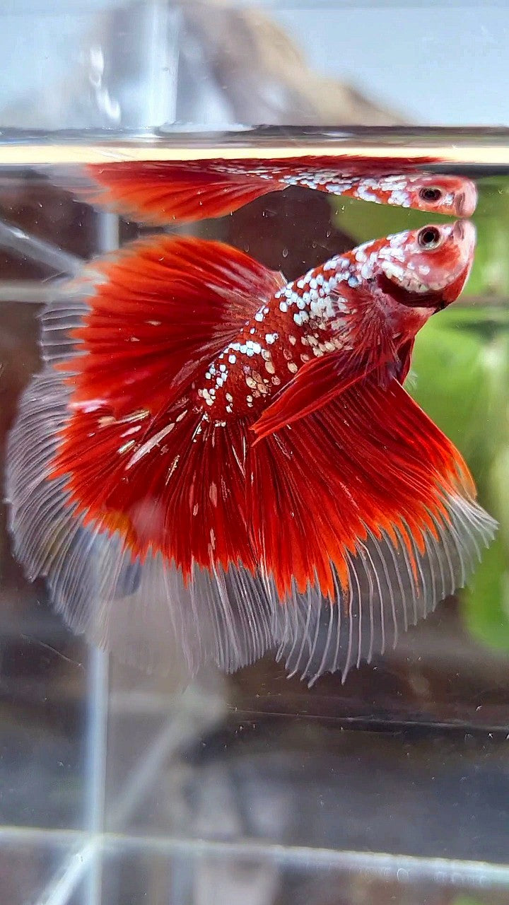 HALFMOON ROSETAIL RED GOLD STAR GALAXY BETTA FISH