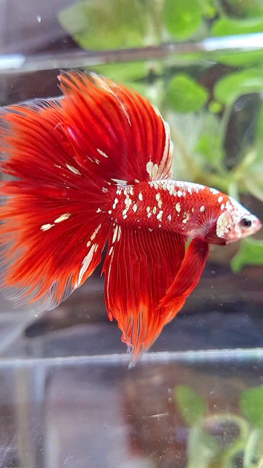 HALFMOON ROSETAIL RED GOLD GALAXY BETTA FISH