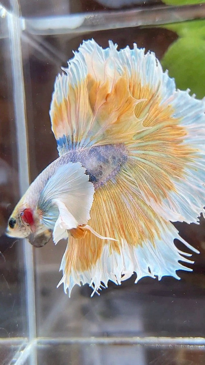 HALFMOON ROSETAIL SUPER DUMBO EAR YELLOW BUTTERFLY PURPLE BETTA FISH