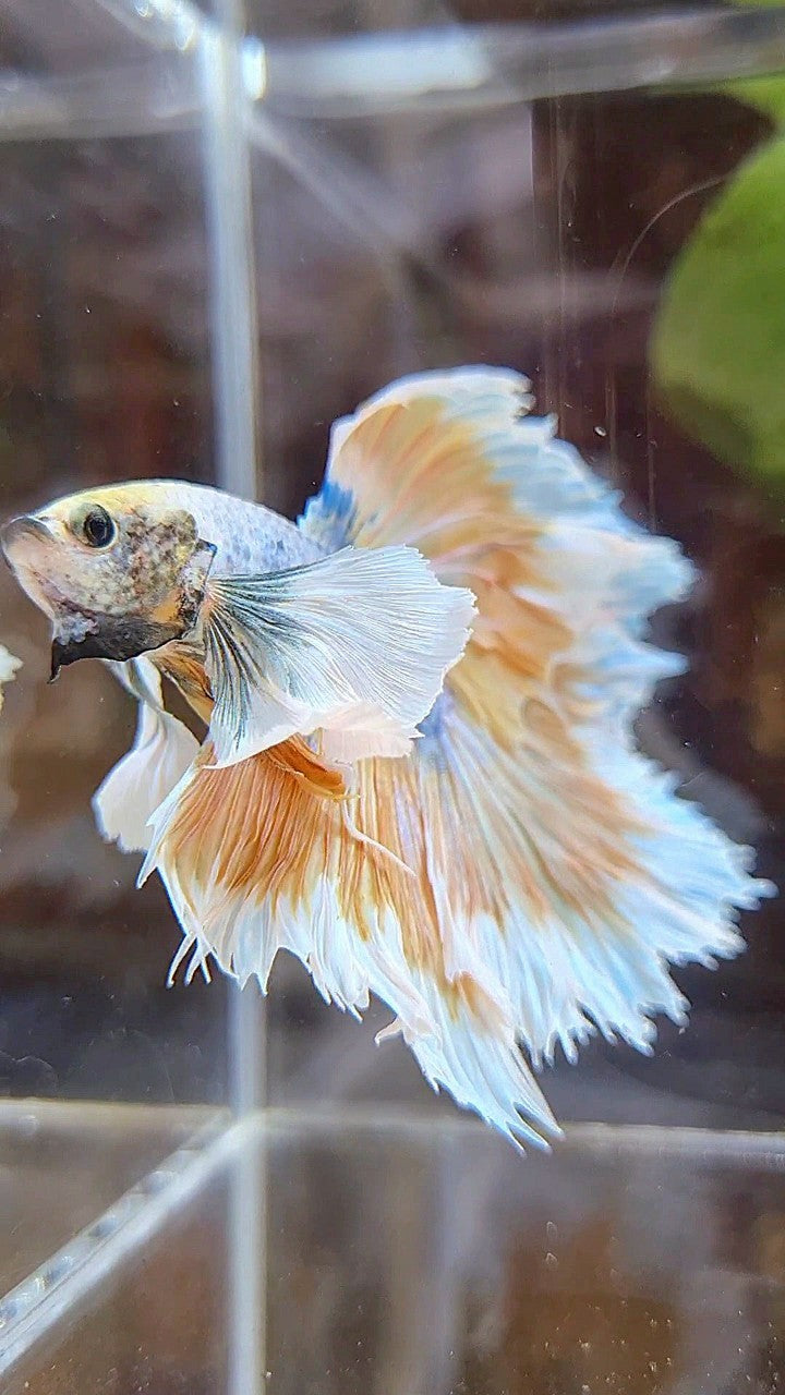 HALFMOON ROSETAIL SUPER DUMBO EAR YELLOW BUTTERFLY PURPLE BETTA FISH