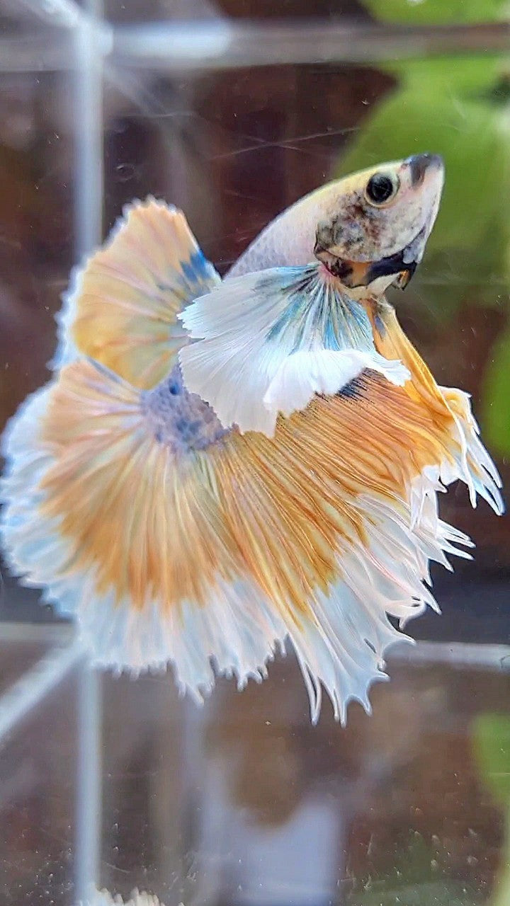 HALFMOON ROSETAIL SUPER DUMBO EAR YELLOW BUTTERFLY PURPLE BETTA FISH