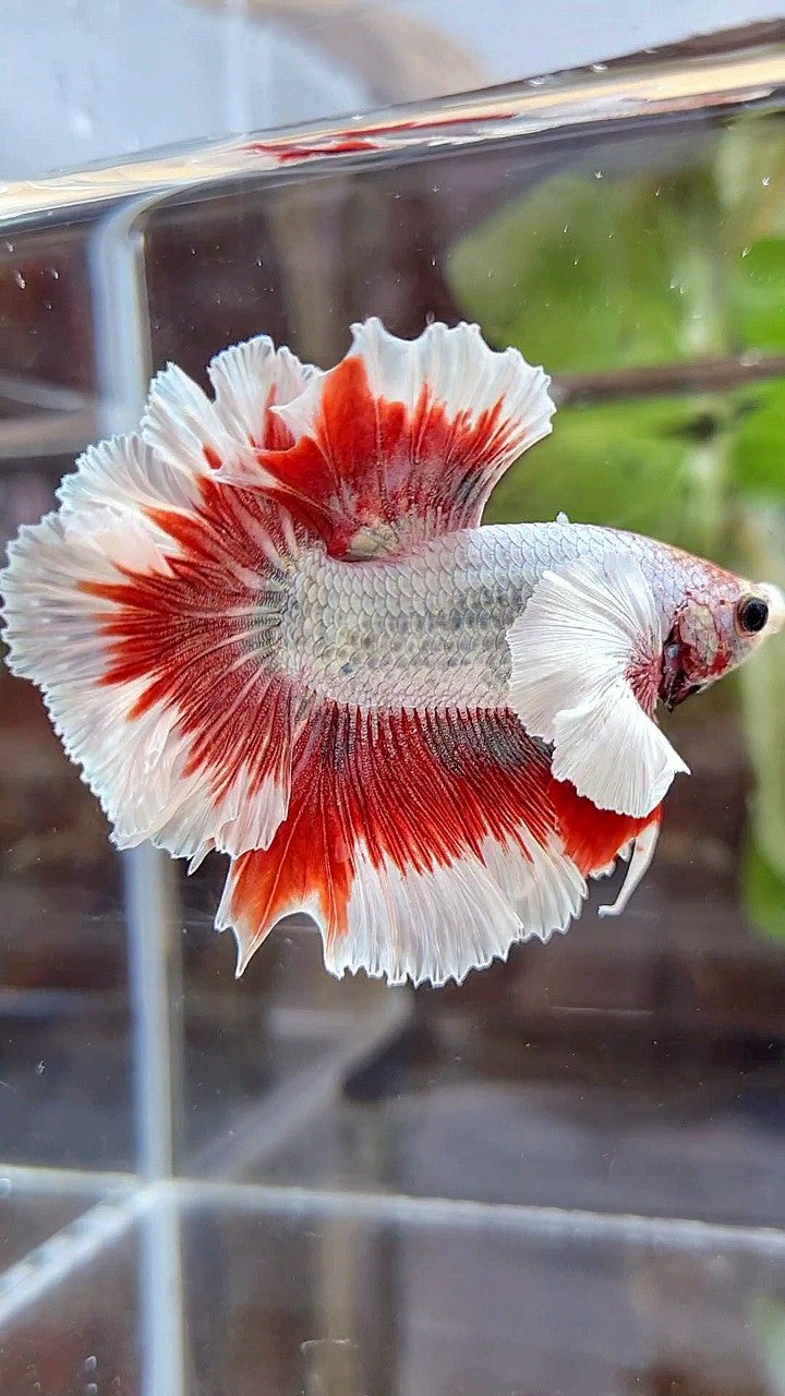 HALFMOON FEATHER SUPER DUMBO EAR RED BUTTERFLY COPPER BETTA FISH