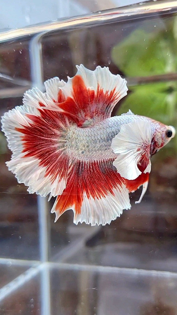 HALFMOON FEATHER SUPER DUMBO EAR RED BUTTERFLY COPPER BETTA FISH