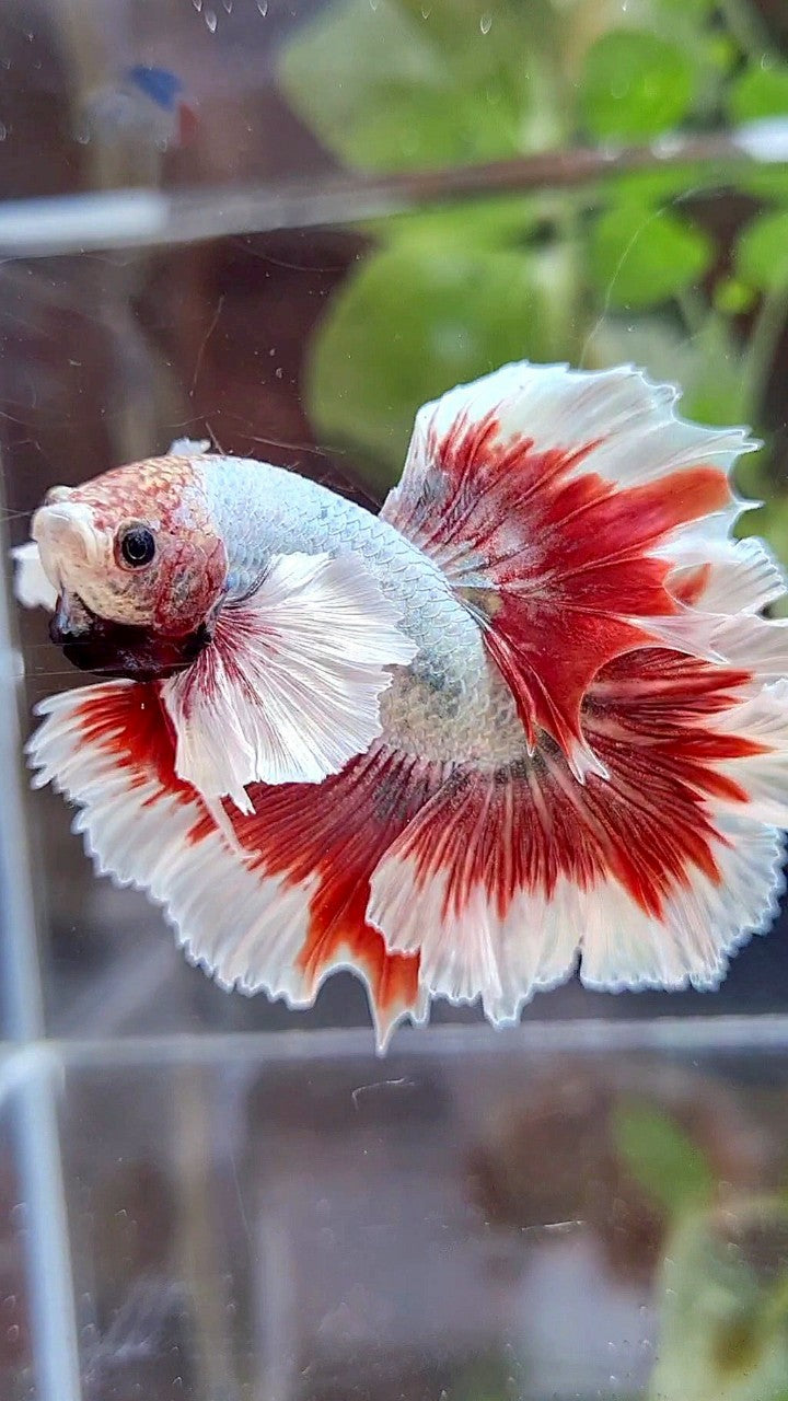 HALFMOON FEATHER SUPER DUMBO EAR RED BUTTERFLY COPPER BETTA FISH