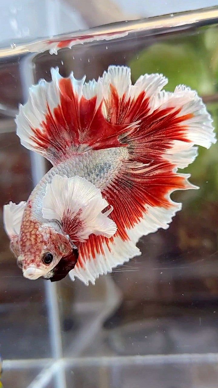 HALFMOON FEATHER SUPER DUMBO EAR RED BUTTERFLY COPPER BETTA FISH