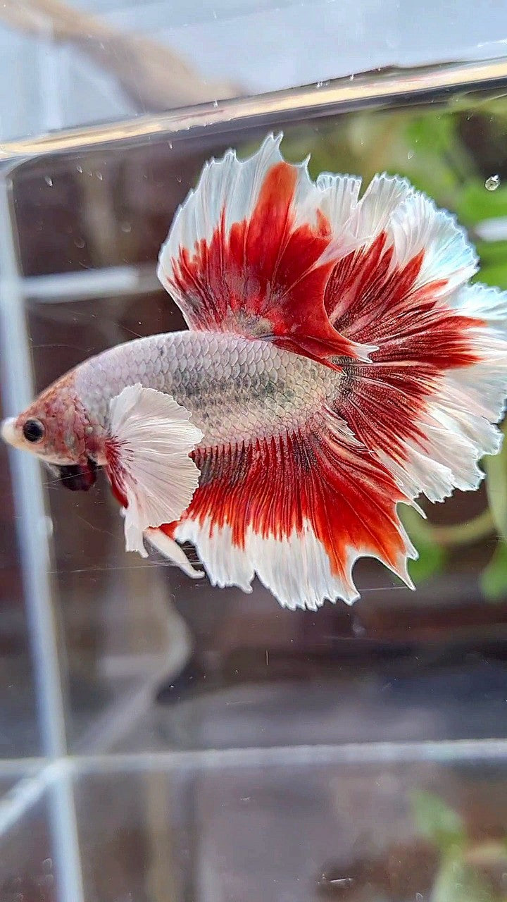 HALFMOON FEATHER SUPER DUMBO EAR RED BUTTERFLY COPPER BETTA FISH